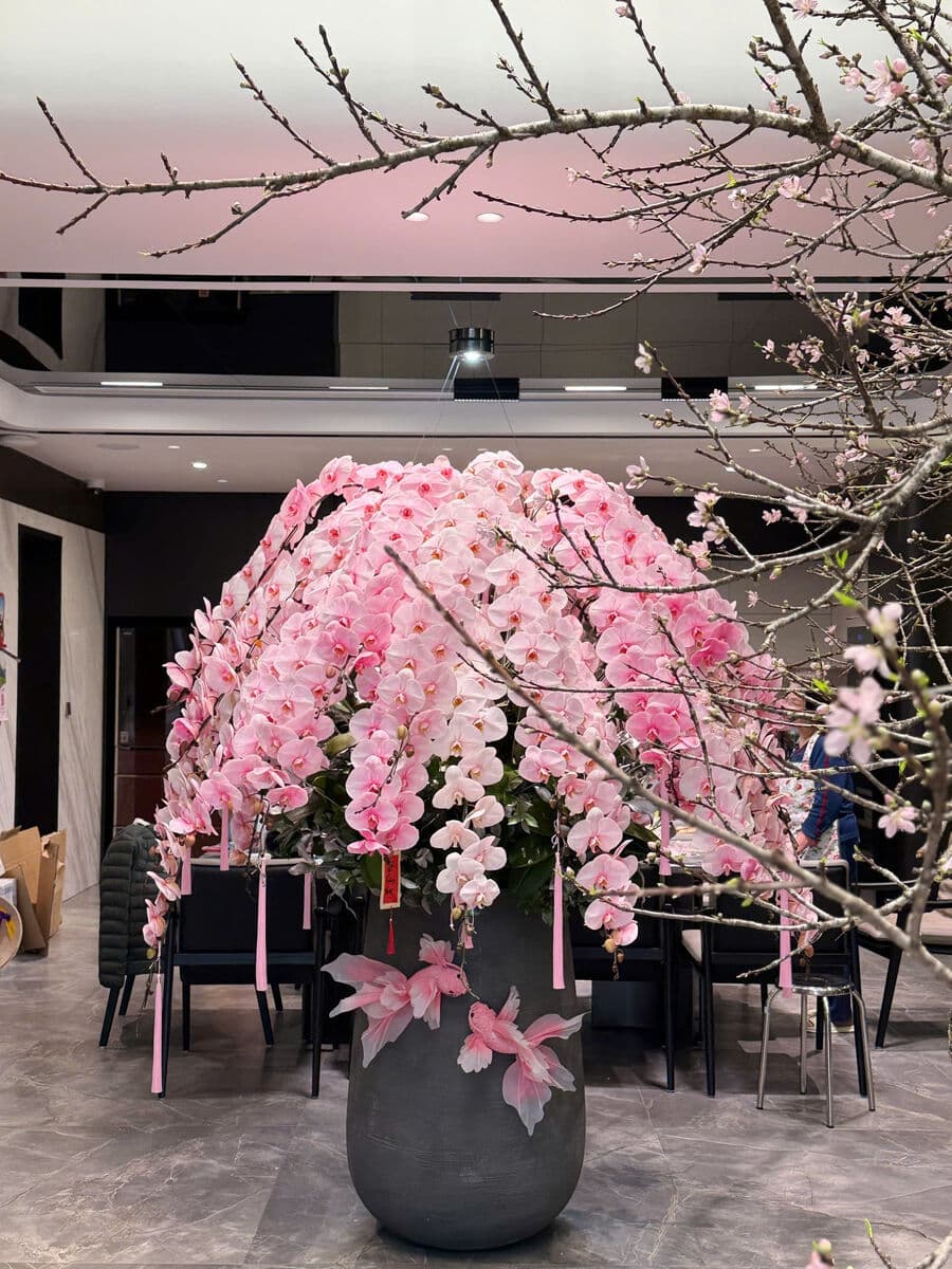 Lan hồ điệp với hoa đào