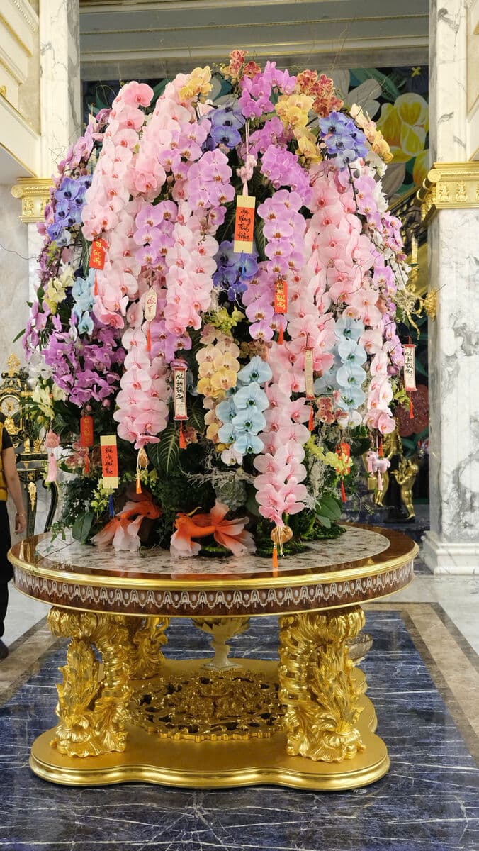 Lan hồ điệp đa sắc trên bàn vàng