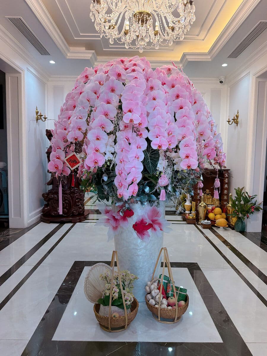 Lan hồ điệp hồng trong sảnh sang trọng