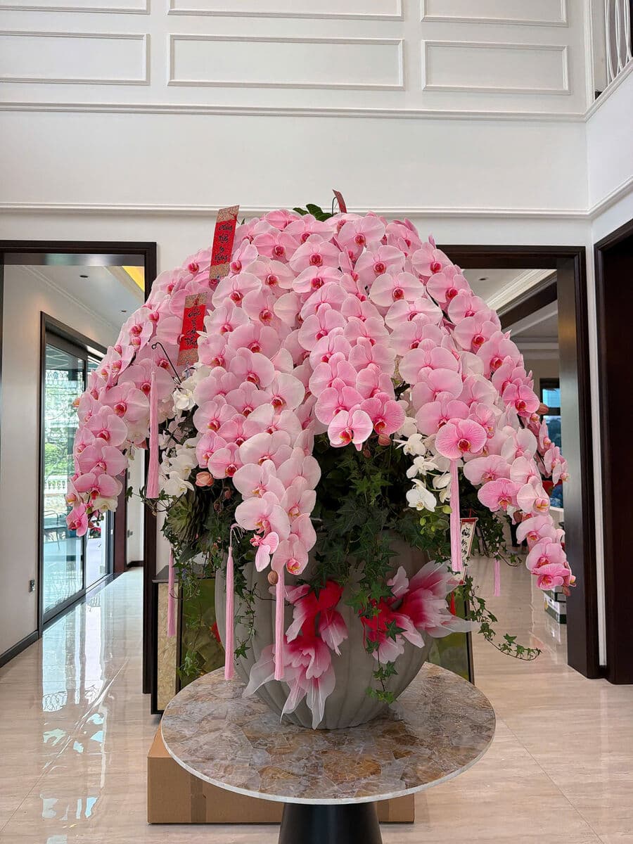 Lan hồ điệp hồng trong sảnh hiện đại