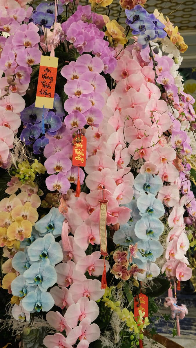 Lan hồ điệp cầu vồng rực rỡ